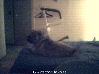 Suz Cam 