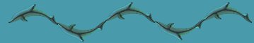 dolphin bar