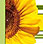Sunflower Preview